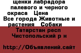 щенки лабрадора палевого и черного окраса › Цена ­ 30 000 - Все города Животные и растения » Собаки   . Татарстан респ.,Чистопольский р-н